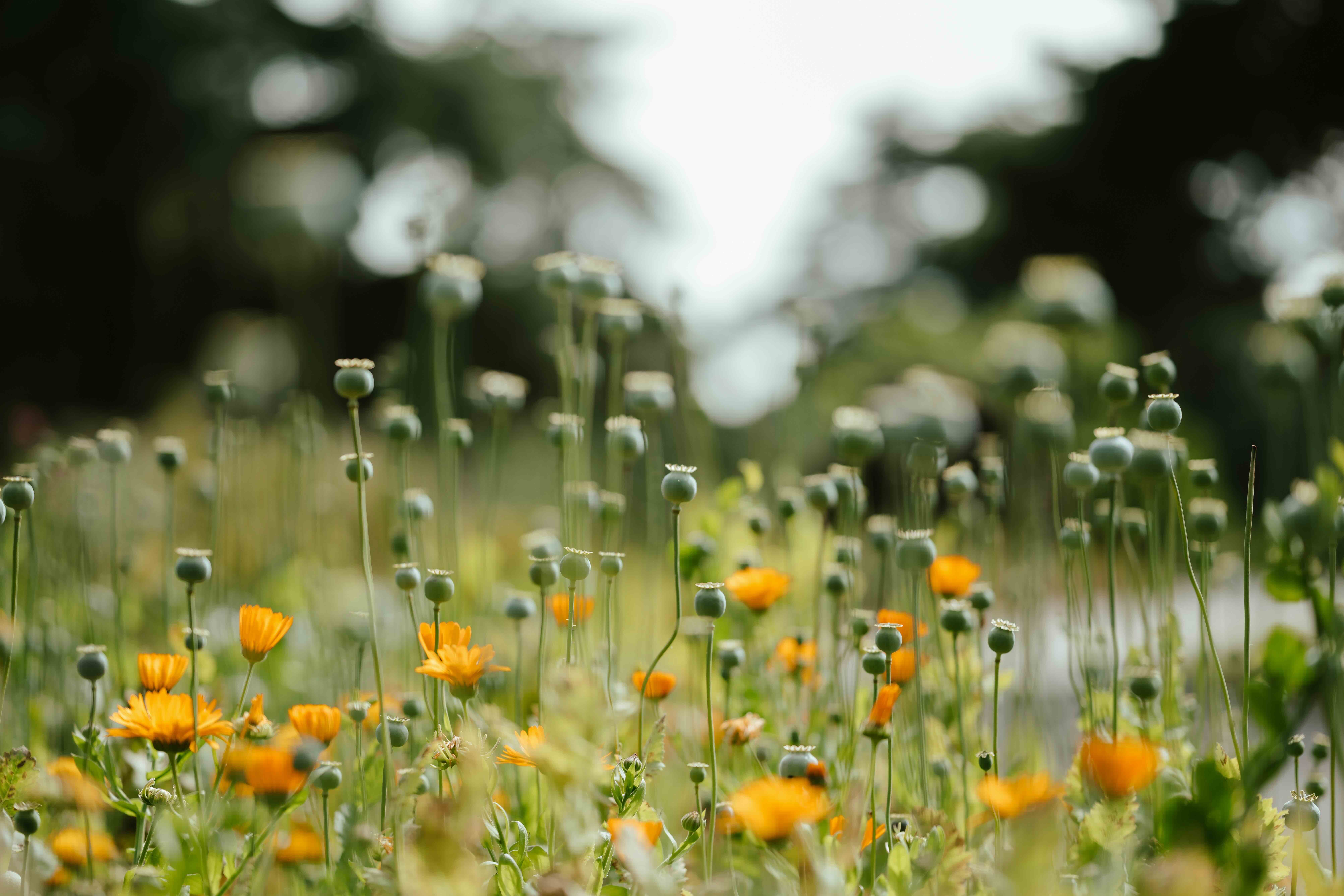 annie-spratt-qrgcysq3kgw-unsplash